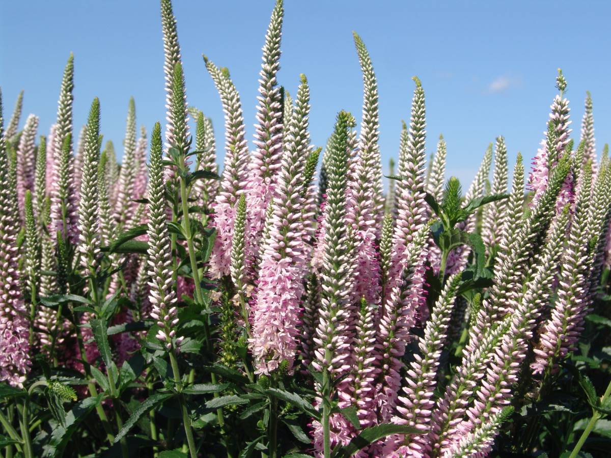 Veronica spicata 'Atomic Silvery Pink Ray'